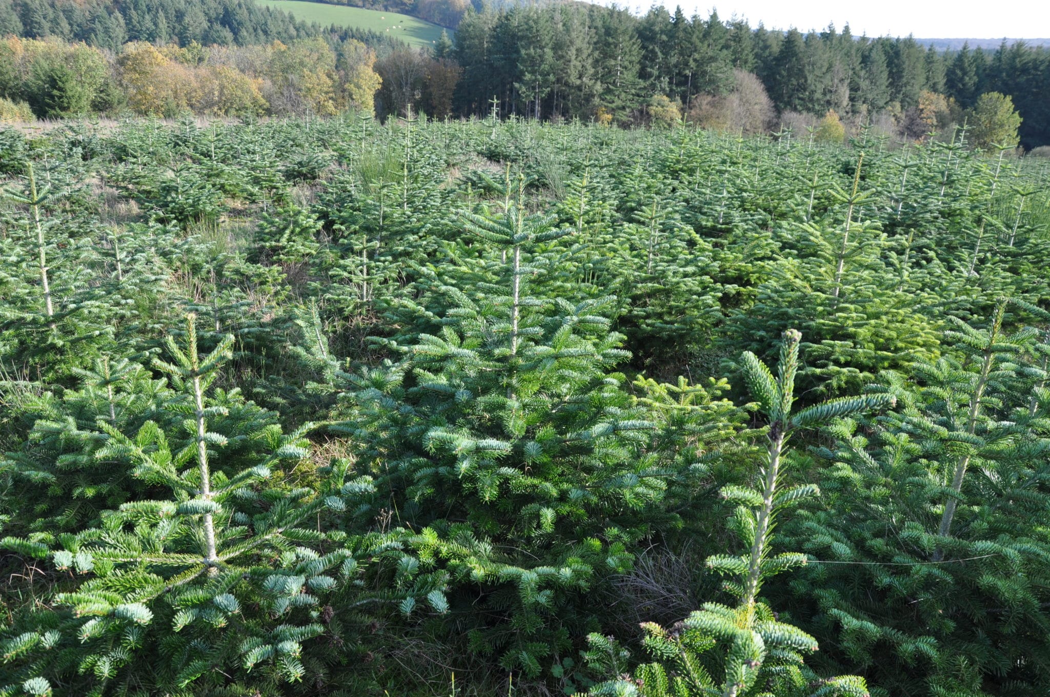 Sapin Chez Soi Livraison de sapins de Noël à domicile en Belgique